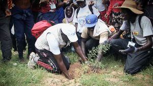 Sadzenie drzew w Afryce przez miejscową ludność